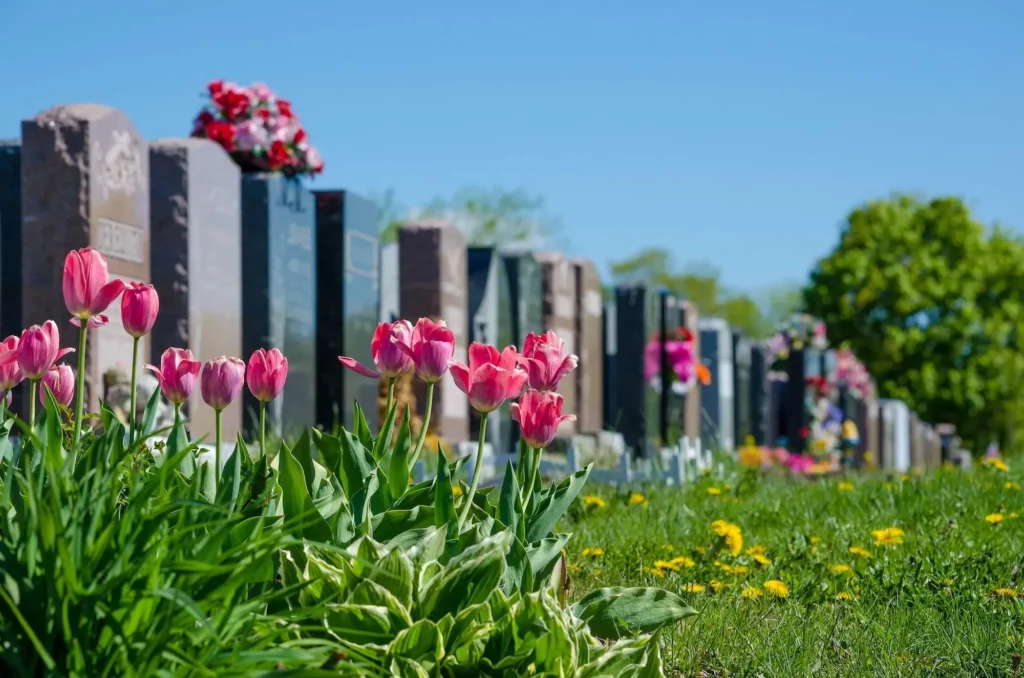 Tulipes roses en fleurs devant des pierres tombales alignées au cimetière.